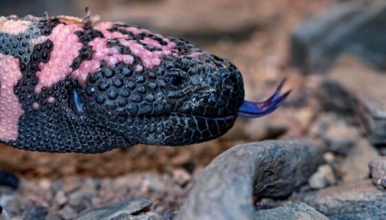 gila_monster