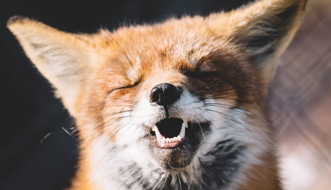 fox