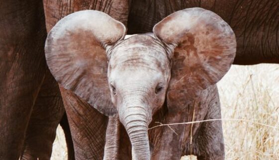 baby_elephant