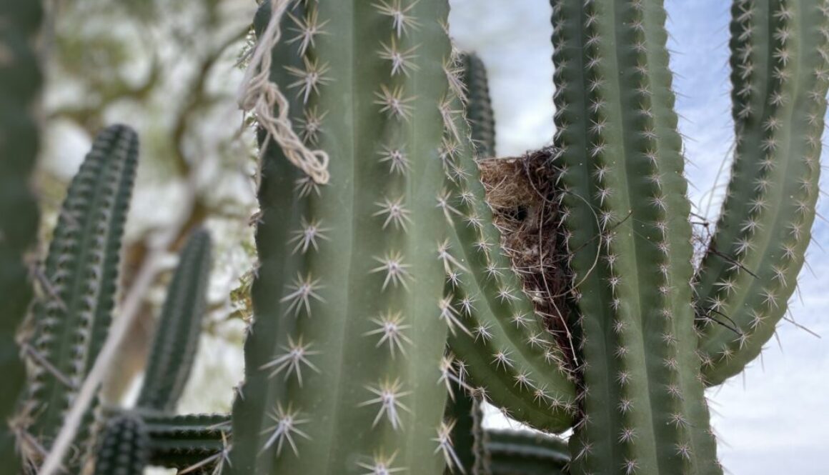 cactus_nest
