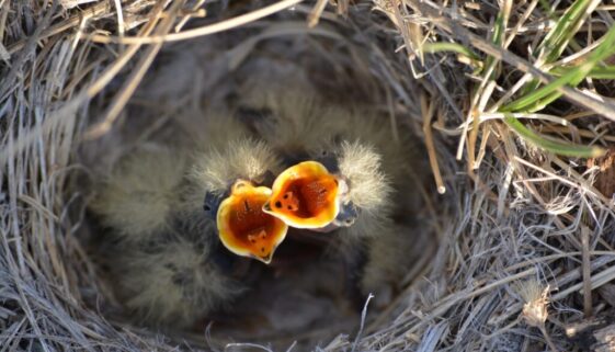 baby_birds